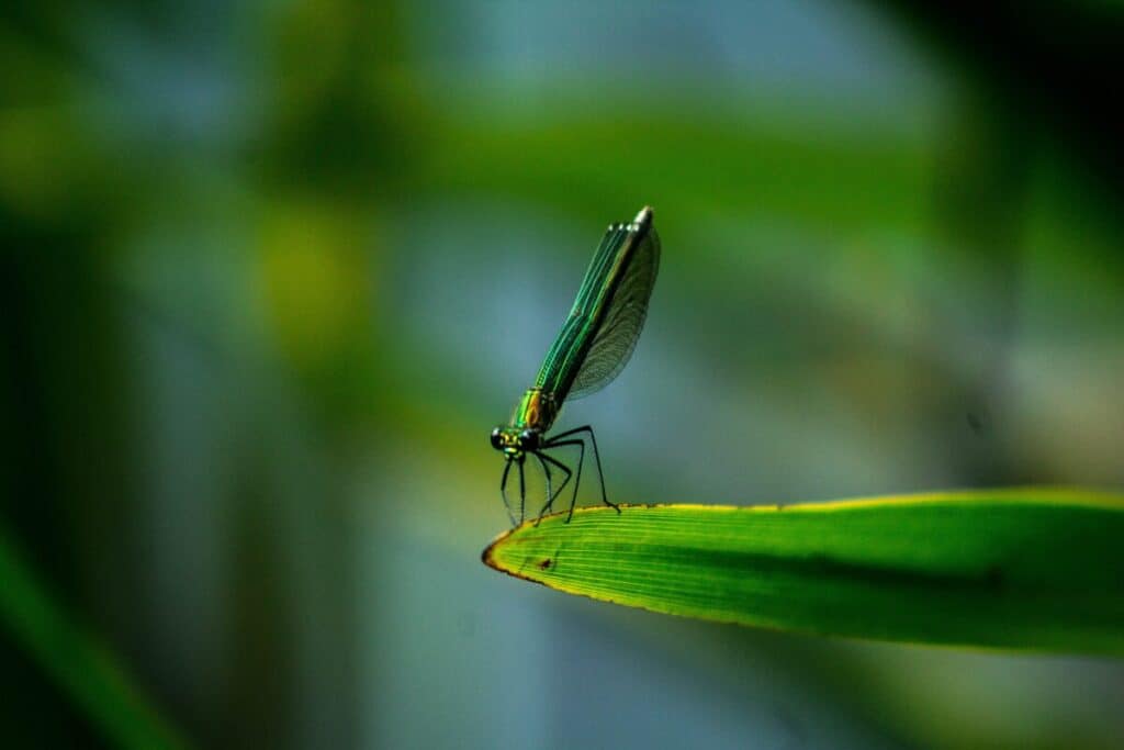 which-type-of-natural-science-studies-life-and-living-organisms